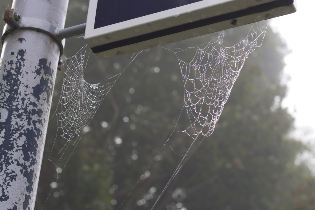 spiderwebs in the mist