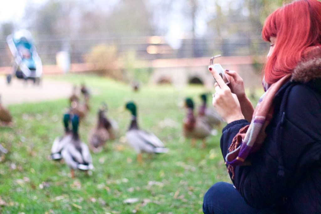 taking photos of ducks