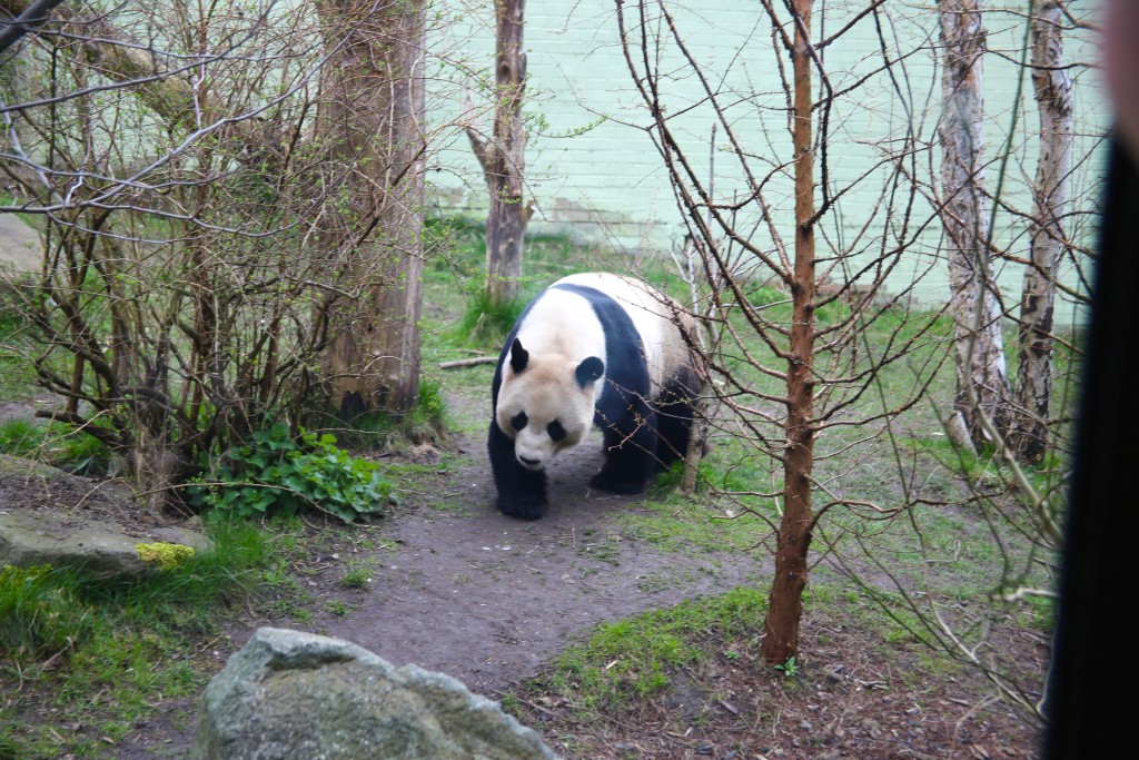 panda at edinburgh zoo