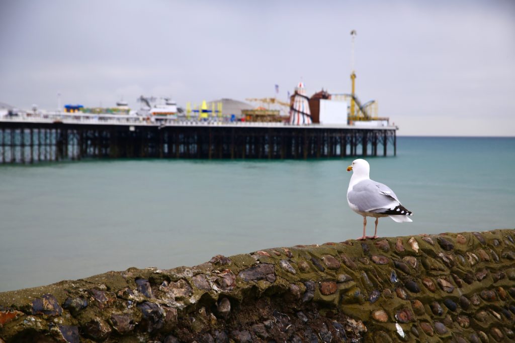 pier and a bird