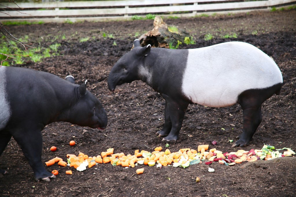 tapirs