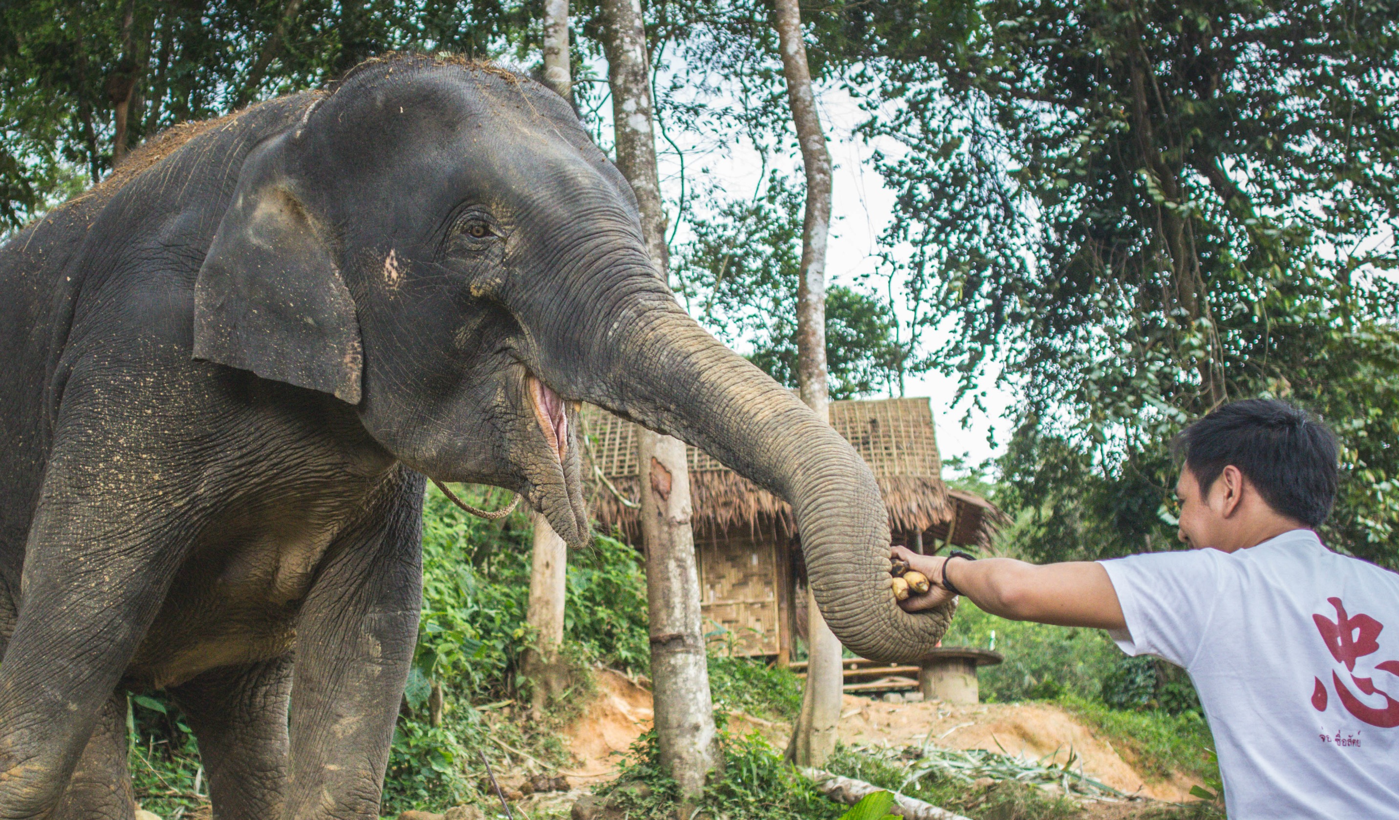 Travel || Phang Nga Elephant Park - Rhyme & Ribbons