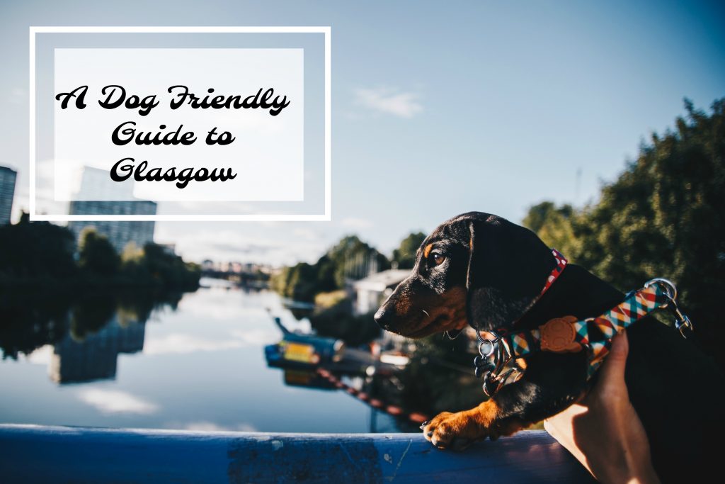 pin it dog-friendly guide to glasgow
