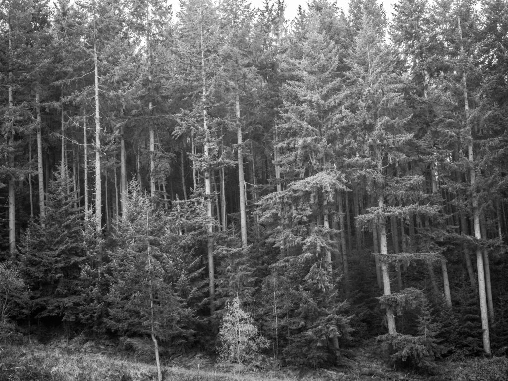 dalby forest black and white