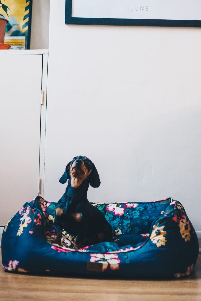 harold the sausage dog in joules bed