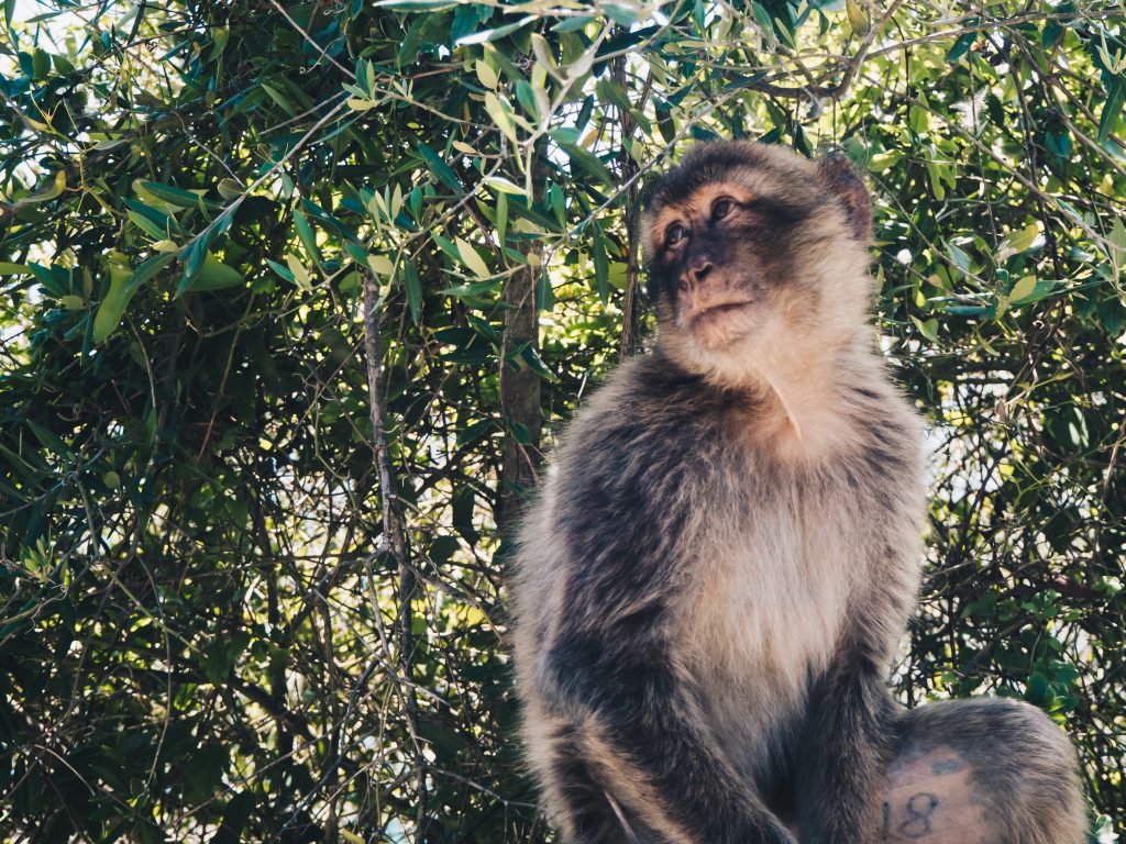 macaque up close 