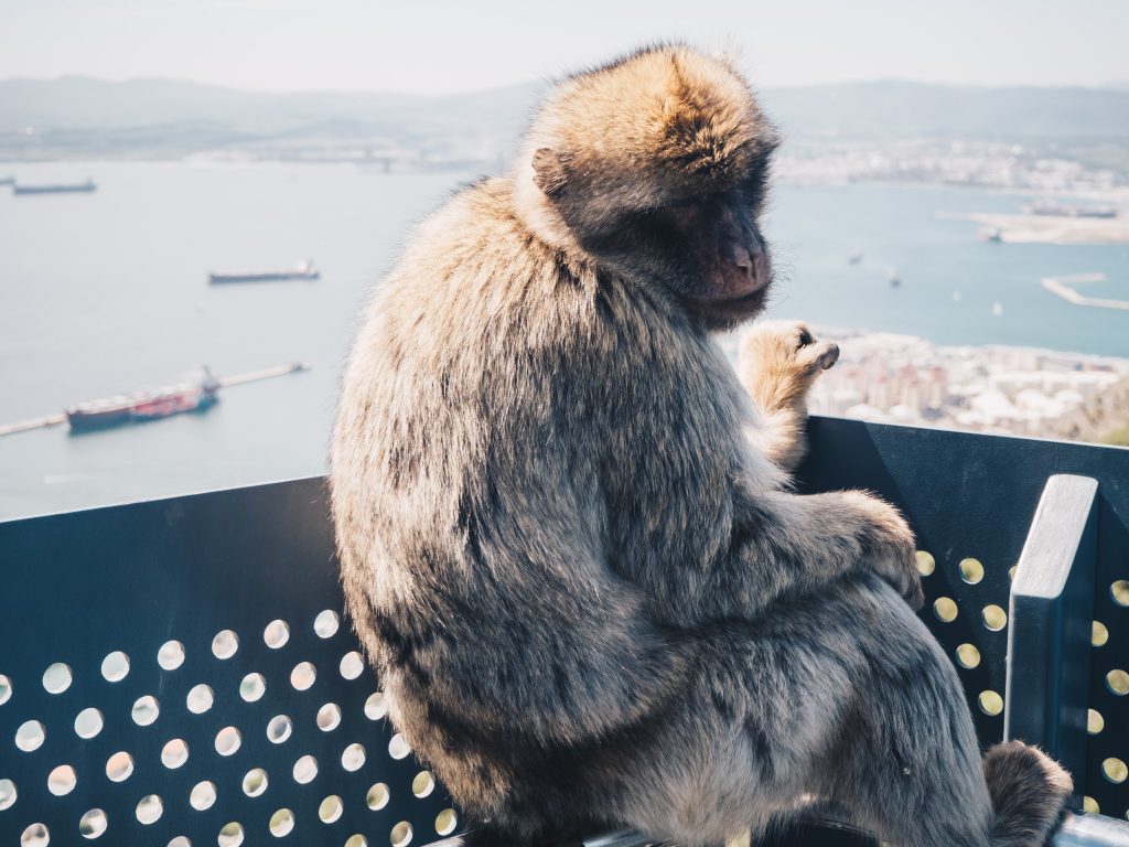 macaque and view