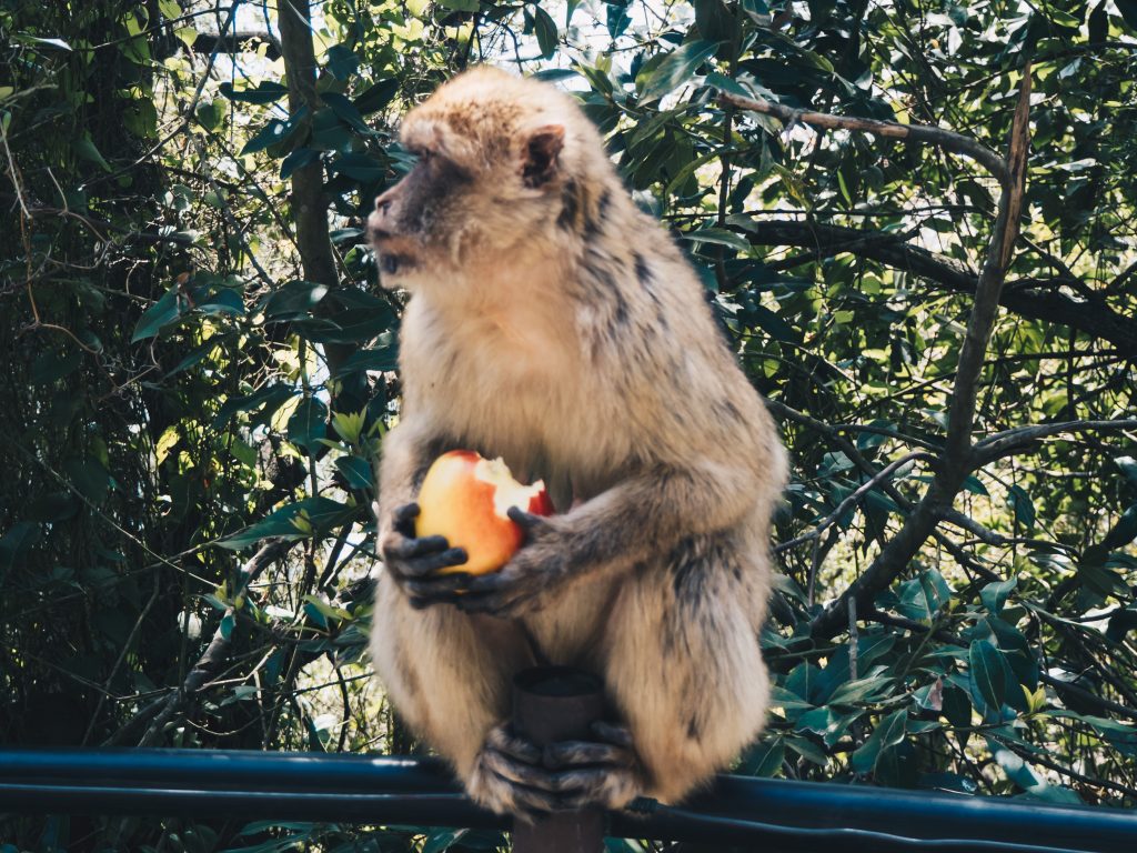 macaque eating apple