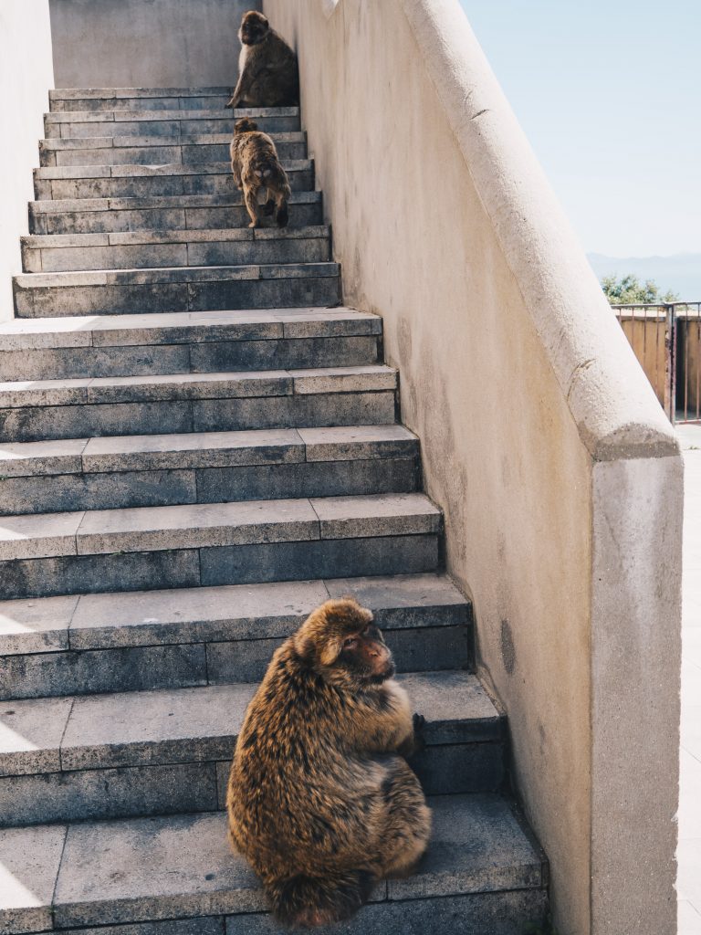 macaque on steps 