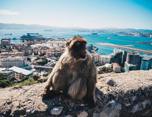macaques of gibraltar