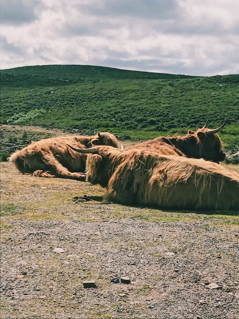 highland cows near applecross