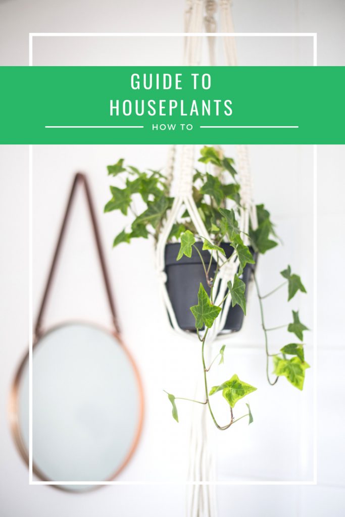 guide to houseplants