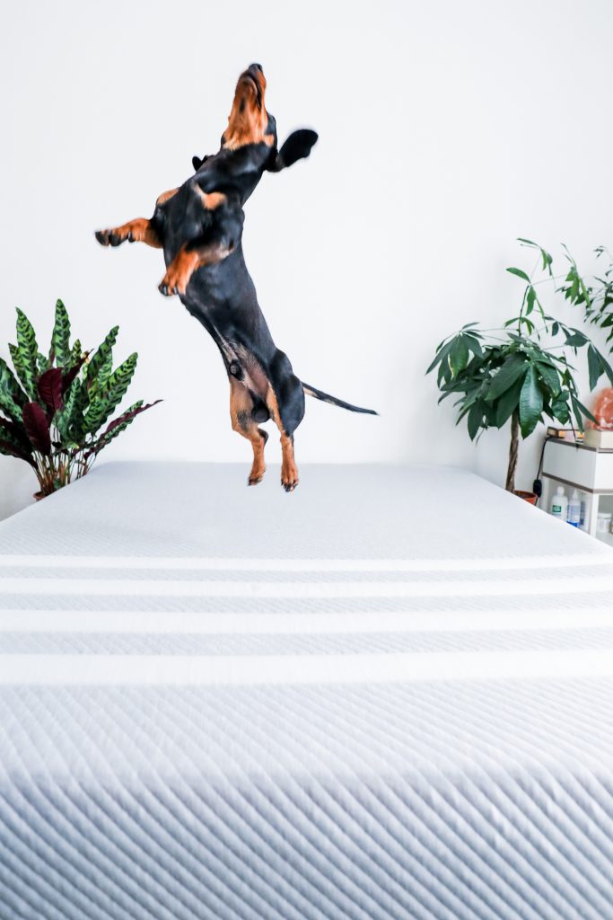 harold leaping on leesa mattress