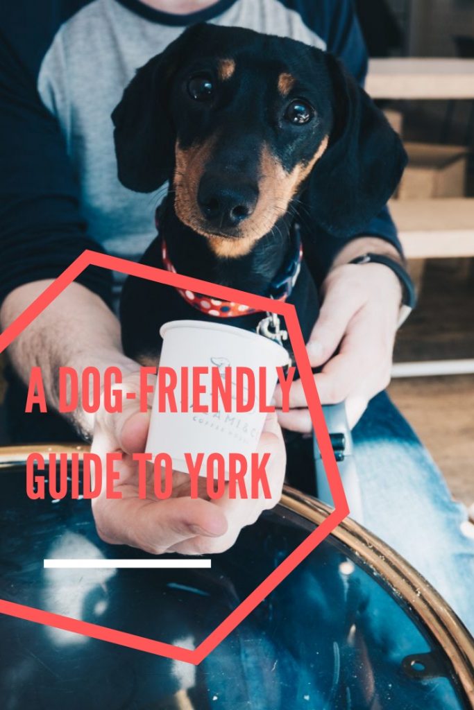 a dog friendly guide to york