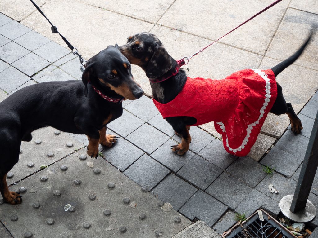 sausage dog in dress