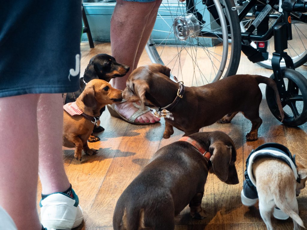 sausage dogs sniffing
