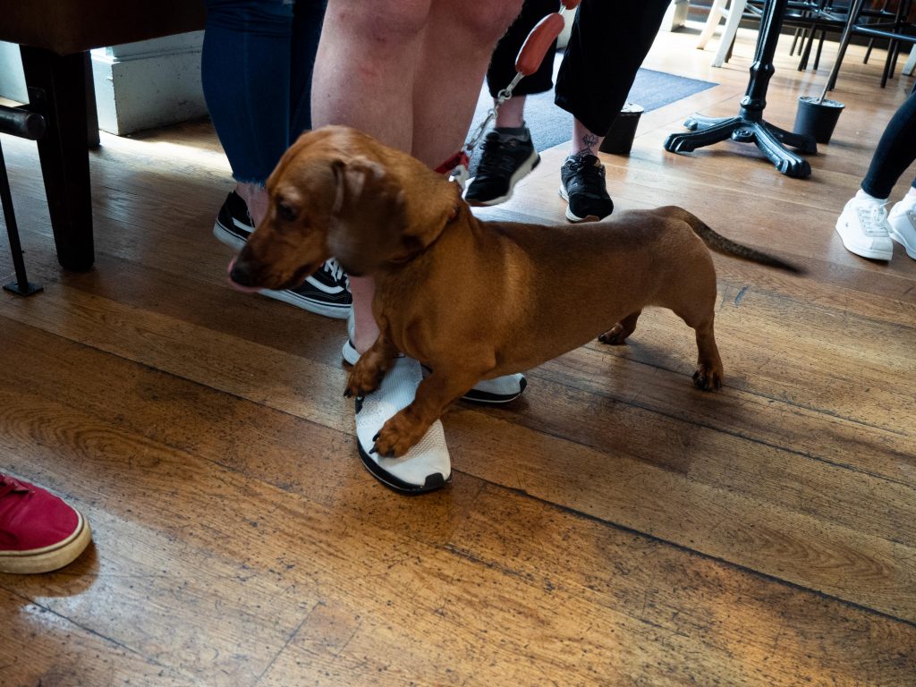 sausage dog standing on foot