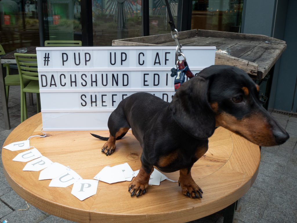 pup up cafe sign